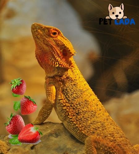 Can Bearded Dragons Eat Strawberries? (Benefits & Drawbacks)