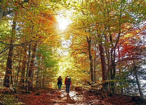 Canaan Valley Cabins - Canaan Valley and Timberline Rentals & Cabins