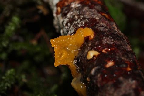 A Forager's Guide To Witches’ Butter Mushrooms (Dacrymyces Palmatus) | ForagingGuru