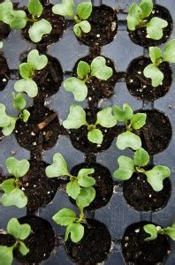 A Guide to Seed Starting: Brassicas & Succession Planting (Part 3 ...