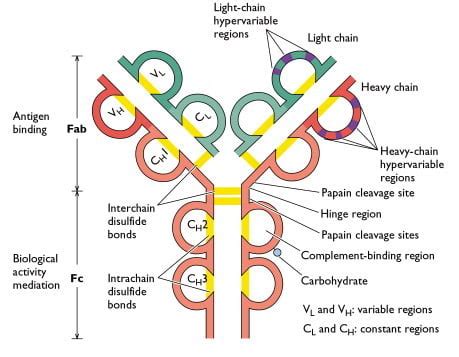 Antibody- Structure, Classes and Functions