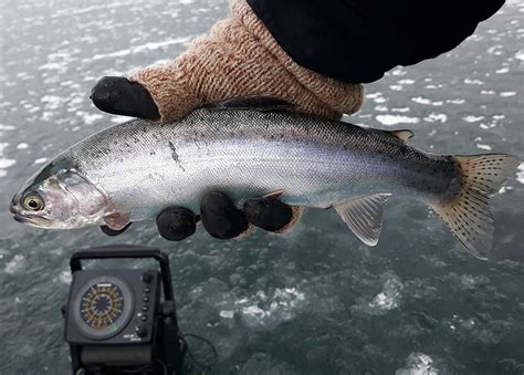 Dinner Time! Kokanee Salmon, Kalispell Montana : r/Fishing