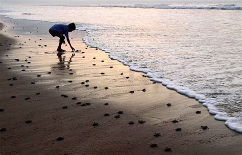 Gahirmatha Beach - is the world's most important nesting beach for Olive Ridley Sea Turtles ...