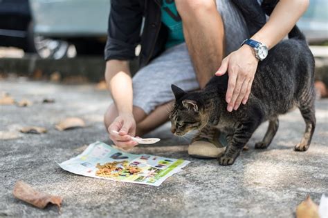 Tips On What To Feed A Stray Cat- Food options for it. - HereKitt.com