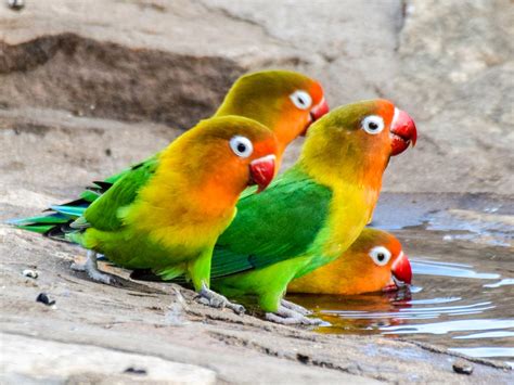 Fischer's Lovebird - eBird