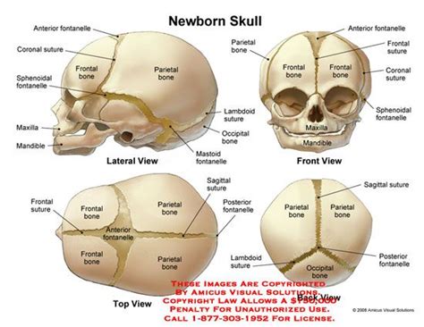 moisturizer j-lo | Skull anatomy, Anatomy bones, Human skull anatomy