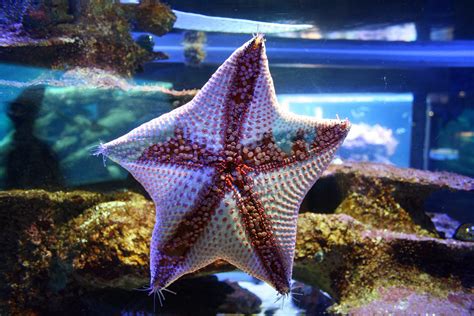 Star Fish With Red Nodules Free Stock Photo - Public Domain Pictures