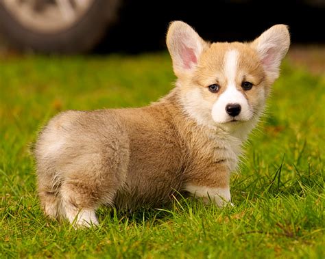 10 Best Corgi Dog Names