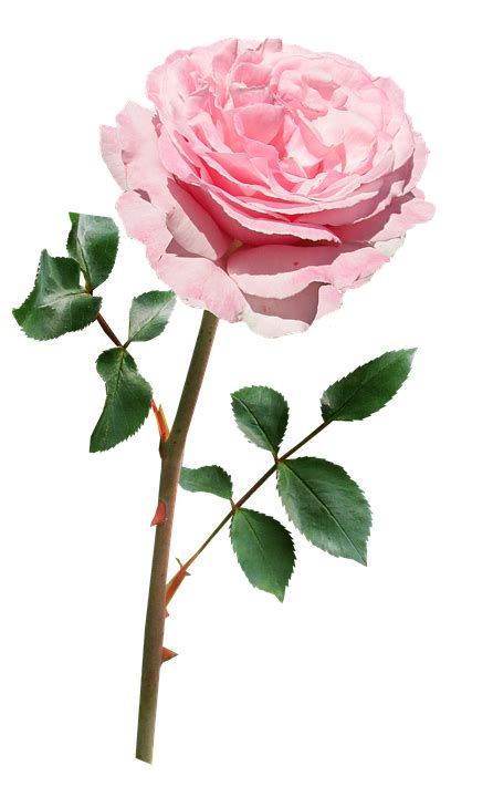 Rose Pink Stem · Free photo on Pixabay