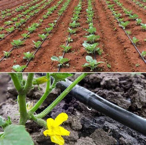 Crops Suitable for Drip Irrigation, Types of Drip Irrigation | Agri Farming