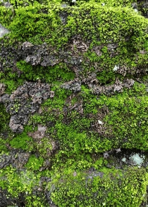 Texture Moss Background Wallpaper Image For Free Download - Pngtree