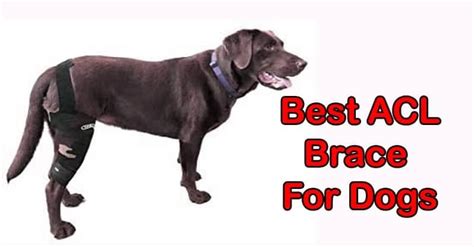 5 Best ACL/CCL Brace For Dogs Reviews 2021 [Our Top Picks]