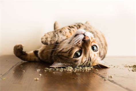 Pet Photographer Captures Cats Going Crazy for Catnip