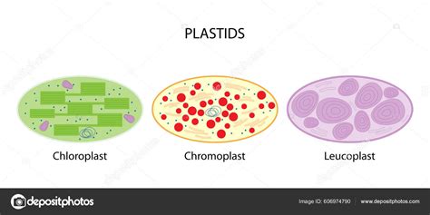 Plastids Chloroplast Chromoplast Leucoplast Stock Vector by ...