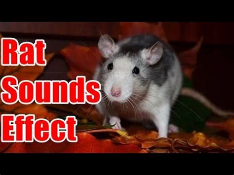 Rat Sounds Effect - YouTube