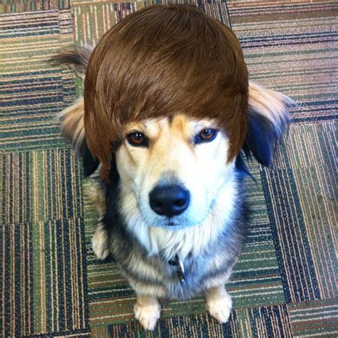 I Have Seen The Whole Of The Internet: Justin Bieber Dog