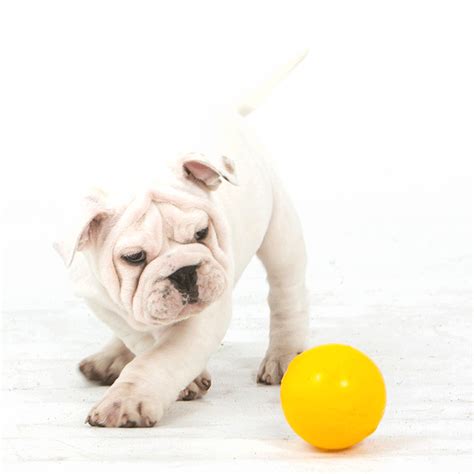 Buy Aussie Dog Tucker Ball Online | Low Prices, Free Shipping