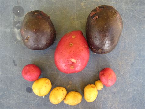 From Seed to Fruit: POTATOES!