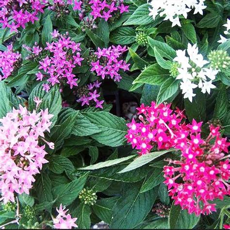 Pentas Lanceolata, Starcluster (Any Color)- Plant – Wild Roots