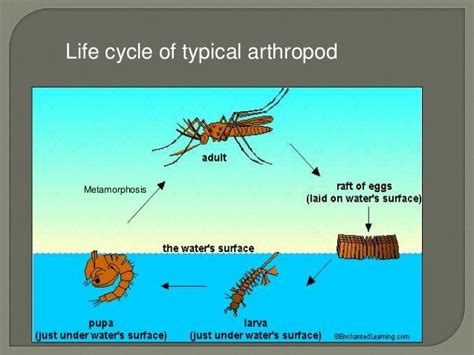 Larval forms and their significance in arthropoda