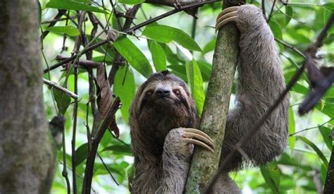 Sloth – Spirit Animal, Totem, Symbolism and Meaning