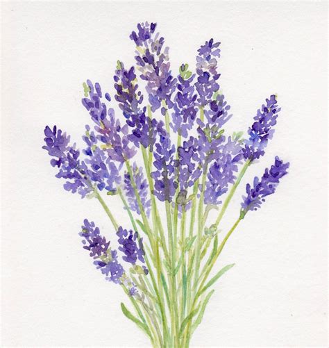 Lavender Watercolor Lavender Bouquet Original Painting