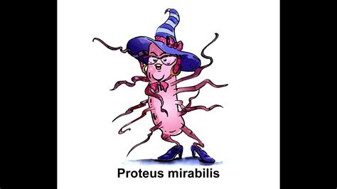 Proteus mirabilis - YouTube