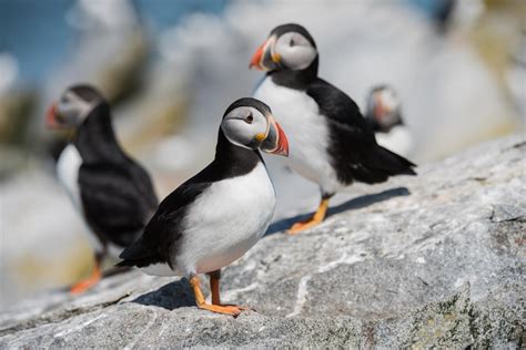 Wildlife in Greenland: Birds - Visit Greenland