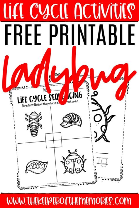 Free Printable Ladybug Life Cycle Worksheets - The Keeper of the Memories