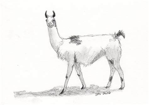 Llama Drawing by Sherri Strikwerda