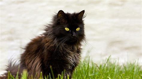 10 Black Cat Breeds - The Fascinating World Of Felines - Petmoo