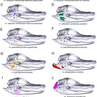 Individual jaw muscles and their attachments in Alligator... | Download ...