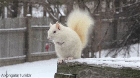 White Squirrel GIFs - Get the best GIF on GIPHY