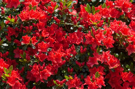 15 Red-Flowering Plants to Consider for Your Garden