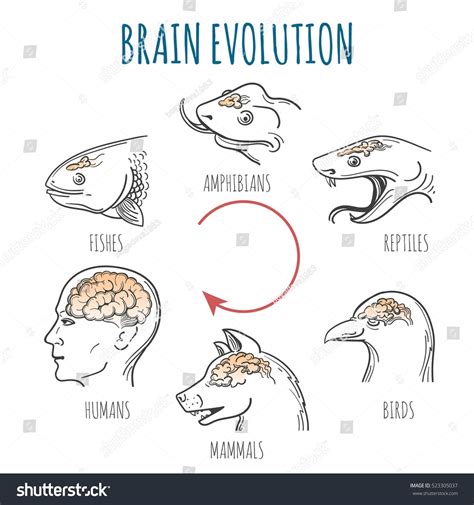 Amphibian To Mammals Evolution - Pets Lovers