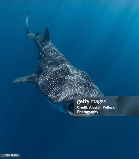 Whale Shark Mouth Photos and Premium High Res Pictures - Getty Images