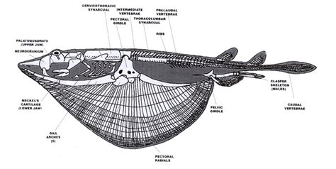 Skate Anatomy - SKate life