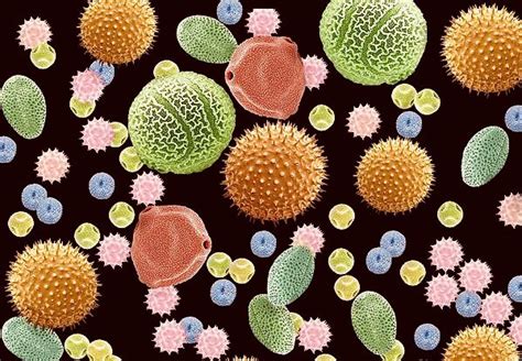 Various pollen grains under an electron microscope : r/interestingasfuck