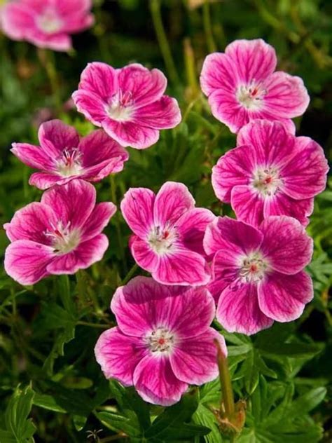 Geranium sanguineum 'Elke' Hardy Cranesbill Perennial Plant Grows 18 to 24" Tall Great Flowers ...