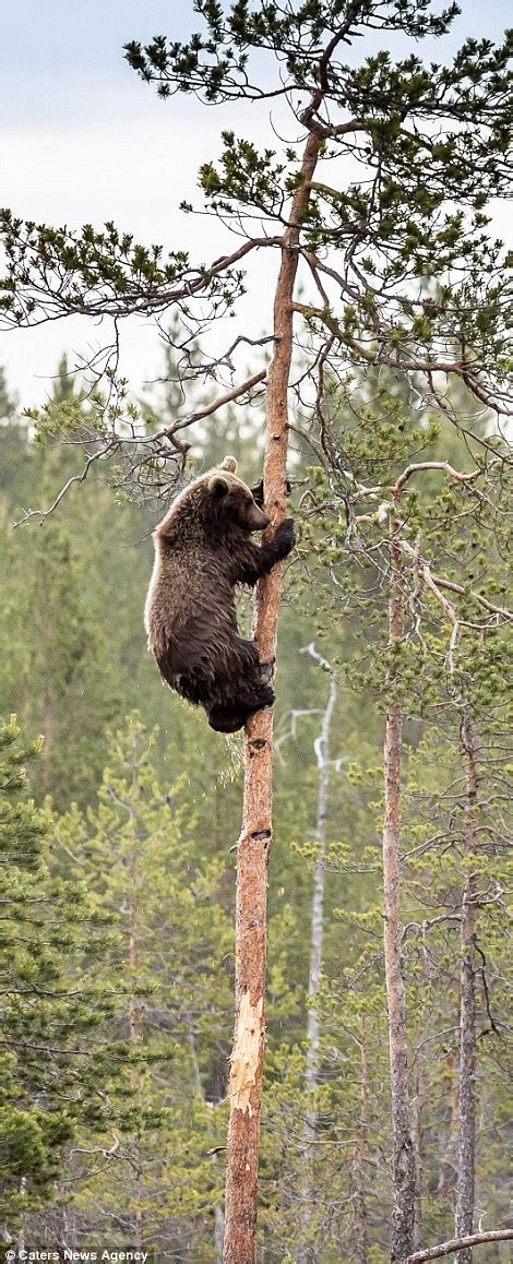 Bear cub attempts to copy mother by climbing tree in photo by Jorma Lehti | Daily Mail Online