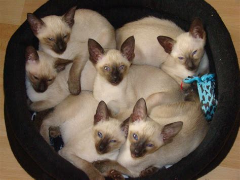 Siamese seal-point kittens | Siamese cats, Siamese kittens, Cats and ...