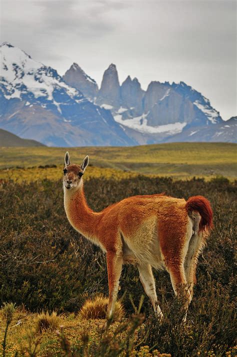 A Guanaco and the Torres del Paine Photograph by Pedro Carrilho - Fine ...