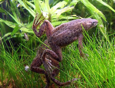 African Dwarf Clawed Frog "Hymenochirus boettgeri" – 1 Fish 2 Fish ...