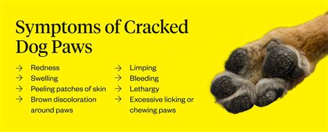 Cracked Dog Paws: Causes & Treatments | Dutch