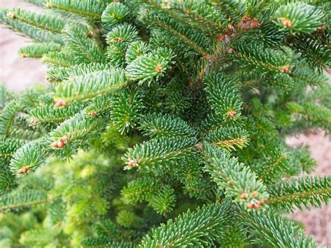 Meet 12 Species of Fir Trees