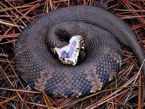 Cottonmouth … or water snake?: Fear keeps some from knowing (or caring ...