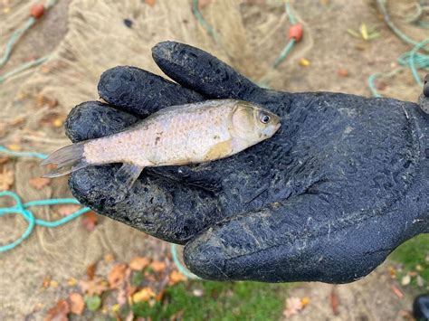 Matfield Village Pond drained after ‘invasive’ Prussian carp found