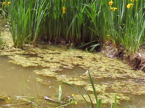 Pond Weed & Plant Identification Guide - Hydrosphere Water Gardens