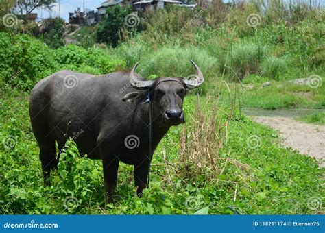 Carabao, Water Buffalo in the Nature of the Philippines. Stock Photo - Image of blue, horns ...