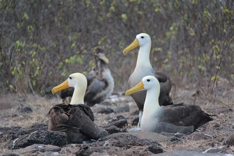 Galapagos Conservation Action